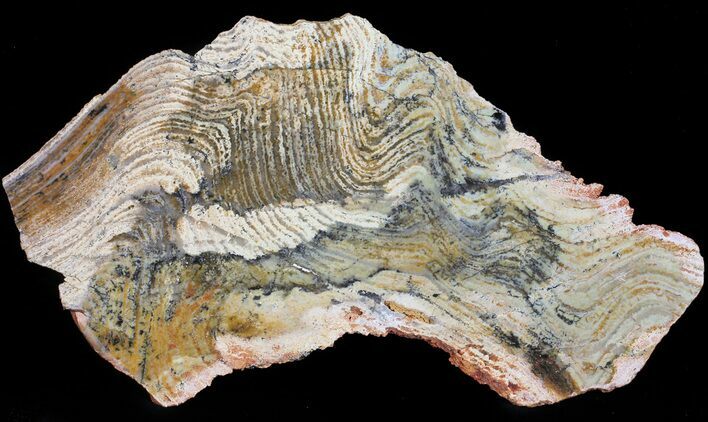 Strelley Pool Stromatolite Slice - Billion Years Old #50740
